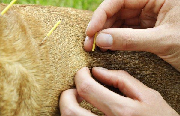 Acupuntura Veterinária traz saúde aos animais