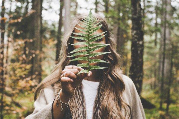 Plantas equilibram os sete Chakras principais do corpo