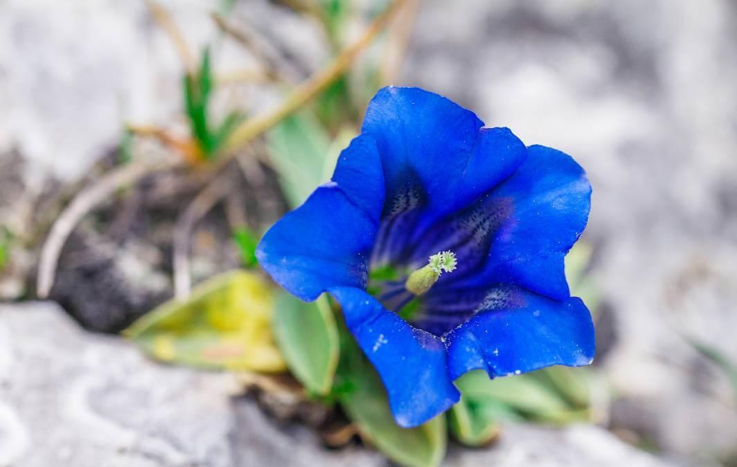 Desânimo? Florais para recuperar a fé e esperança